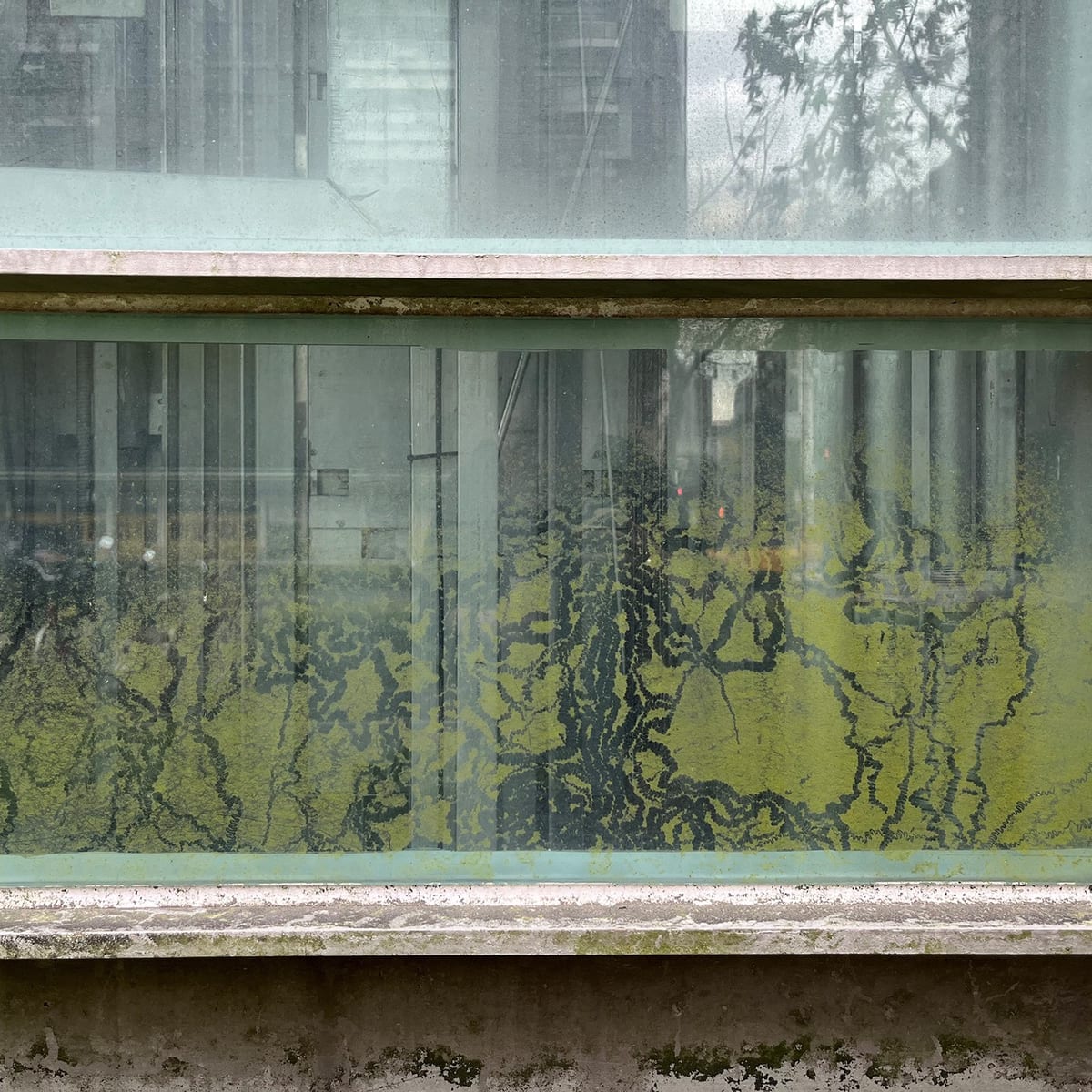 The original photograph: an algae-streaked window.